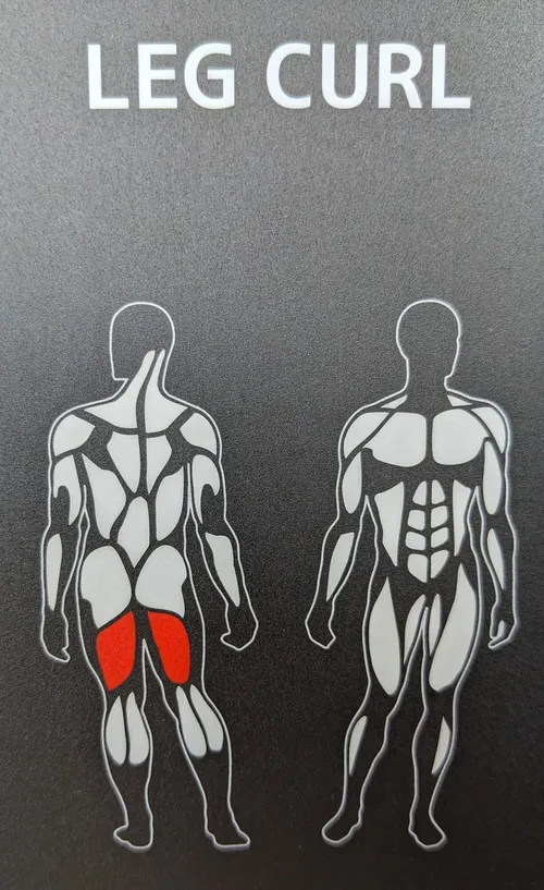 Muskelpartien, welche das Gerät "Leg Curl" trainiert