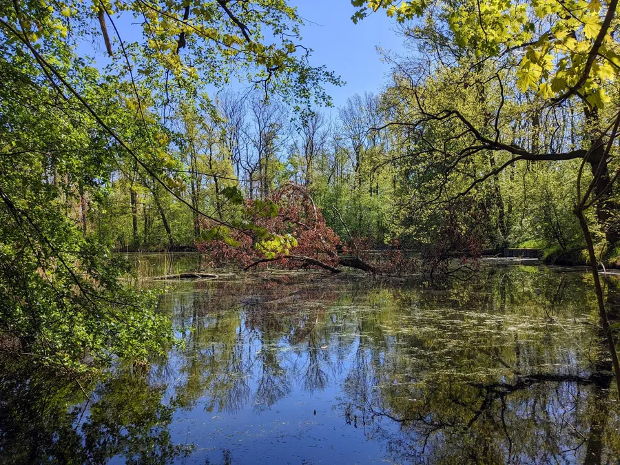 Baum im Staditzteich