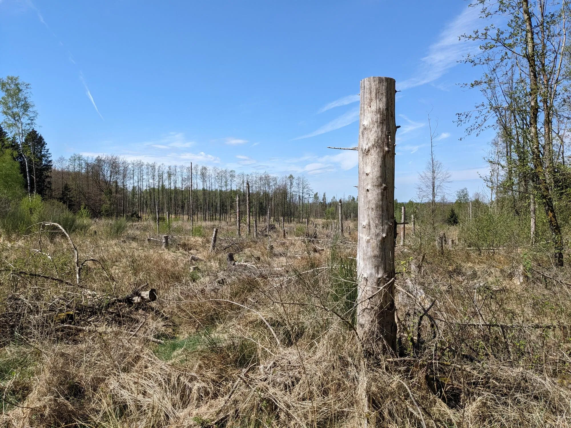 Baumstumpf vor abgestorbenem Wald