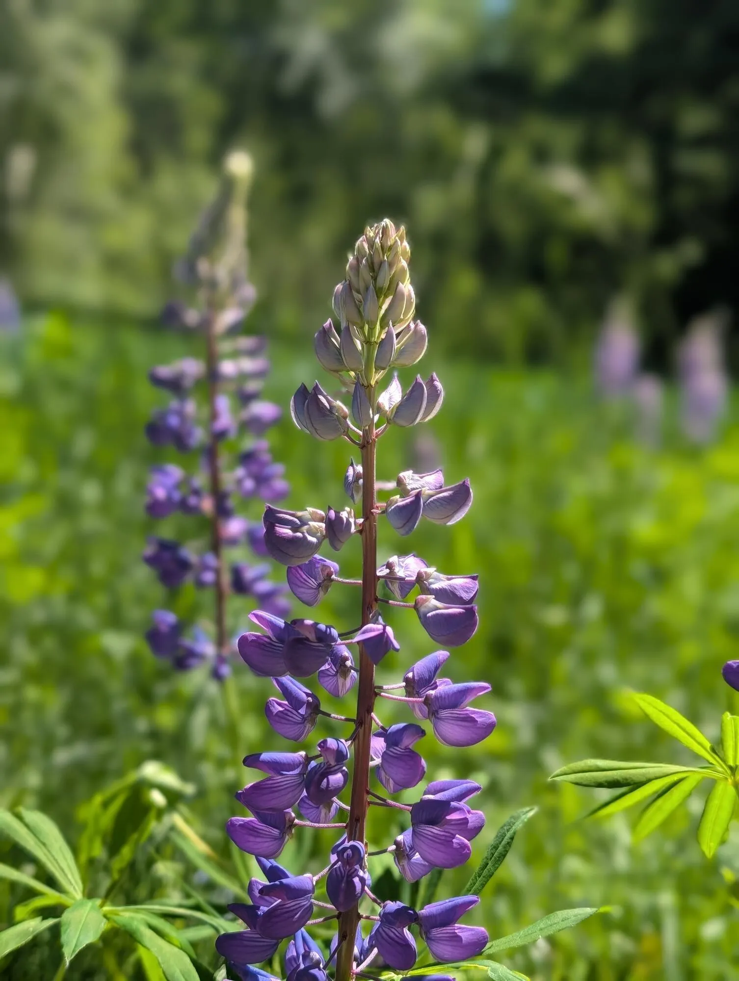 Lupine