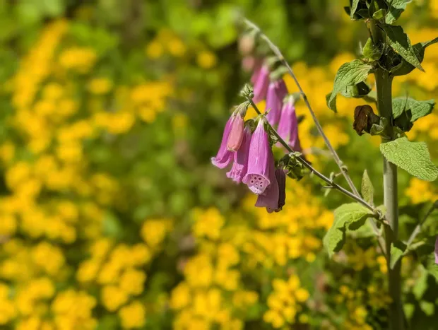 Schöne Blumen am Wegesrand