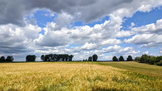 Weizenfeld mit einzelnen Bäumen