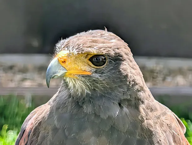 Wüstenbussard im Falkenhof auf dem Feldberg