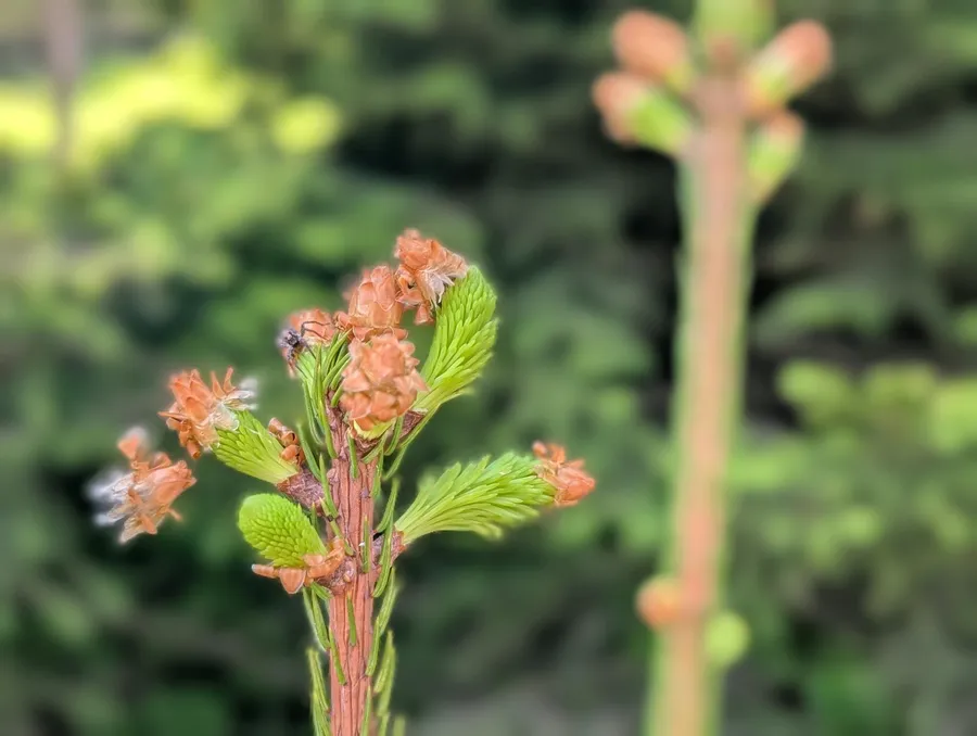 Junges Grün sprießt an diesem Baum