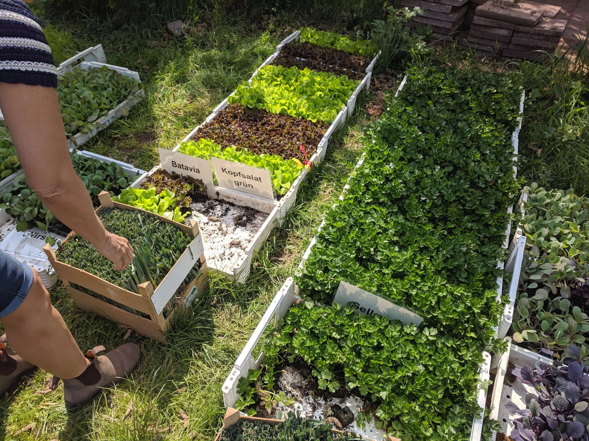 Jungpflanzen zur Lückenbefüllung