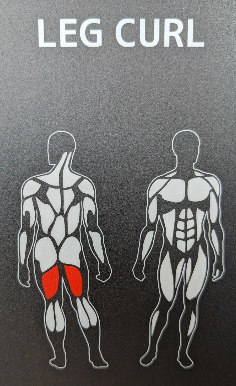 Muskelpartien, welche das Gerät "Leg Curl" trainiert