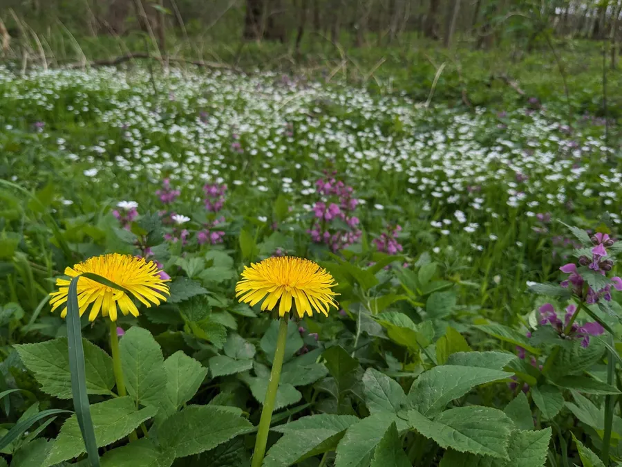 Löwenzahn und bunte Waldblumen