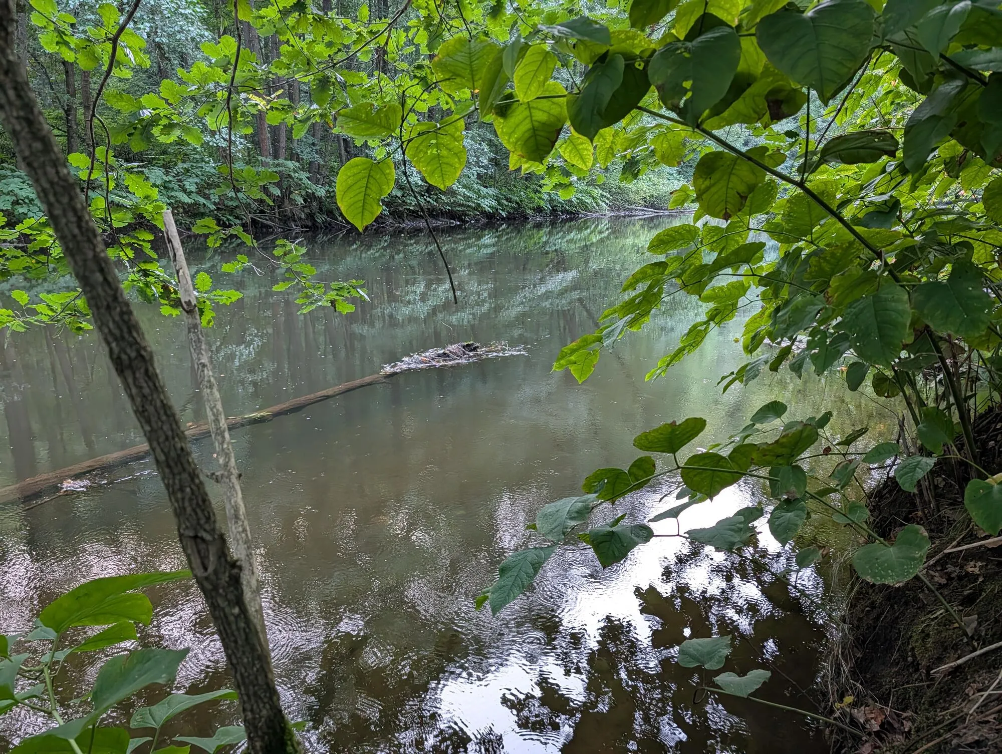 Zwickauer Mulde