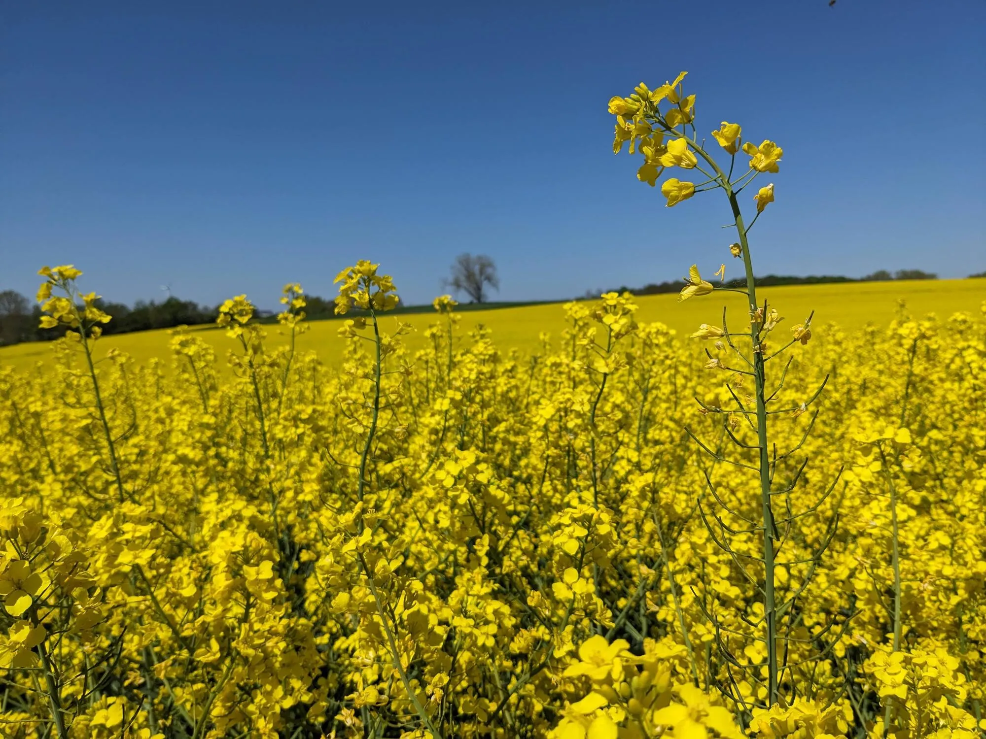 Rapsfeld