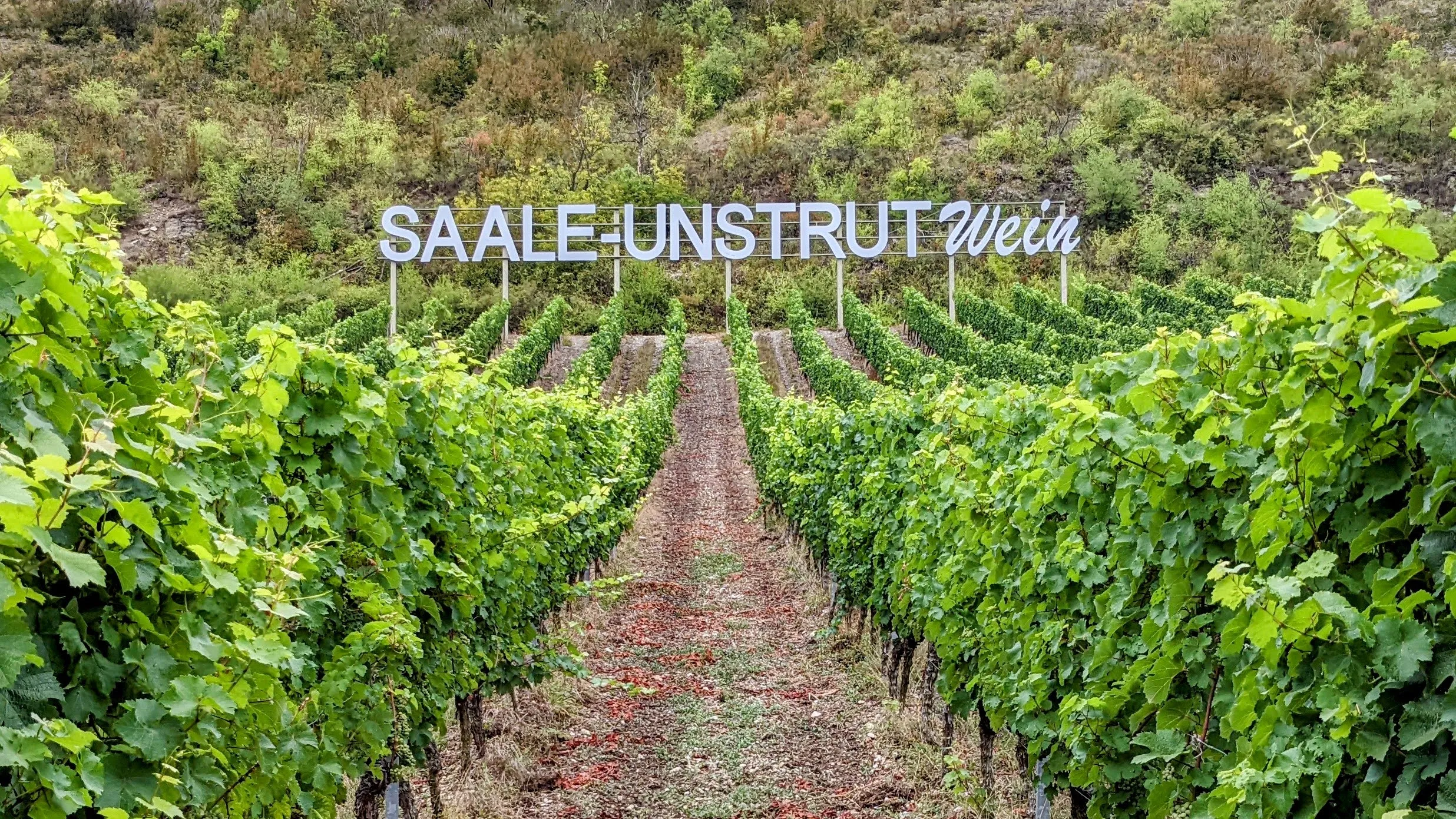 Saale-Unstrut-Weinbauregion