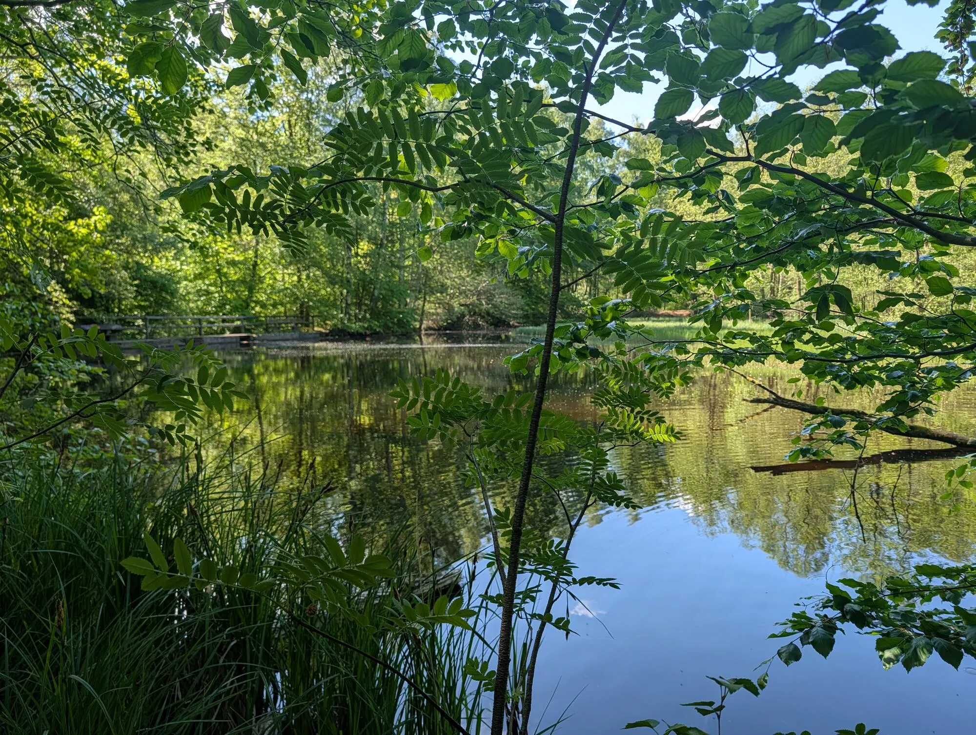 Teich beim Molkenhaus