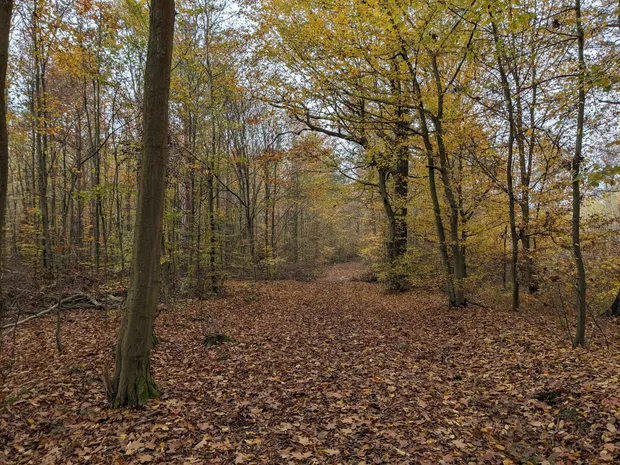 Wandern durch den immer noch herbstlichen Wald