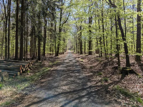 Waldweg im Westerwald