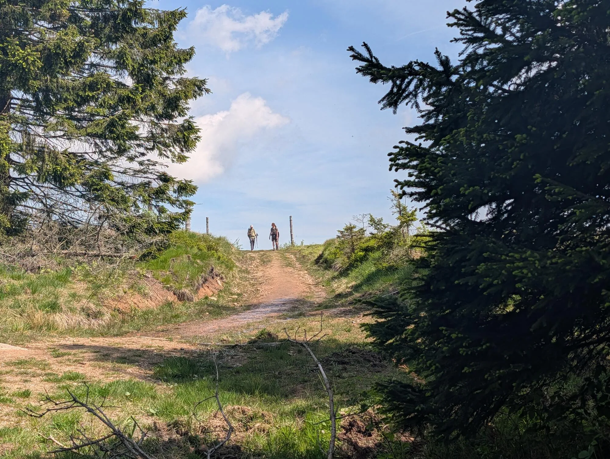 Wanderweg im Harz
