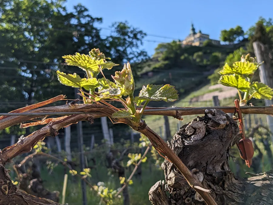 Weinstock mit Spitzhaus im Hintergrund